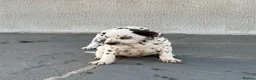 Dalmatian dogs for sale: Dalmatian beautiful - Advert 14