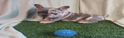 French Bulldog dogs for sale: Adorable Frenchies  - Advert 4