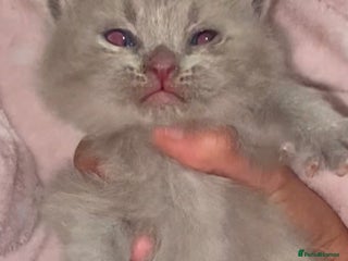 British Shorthair cats ONLY ONE LILAC MALE LEFT!!!! BSH 🐾🐾😻😻 - Advert 4