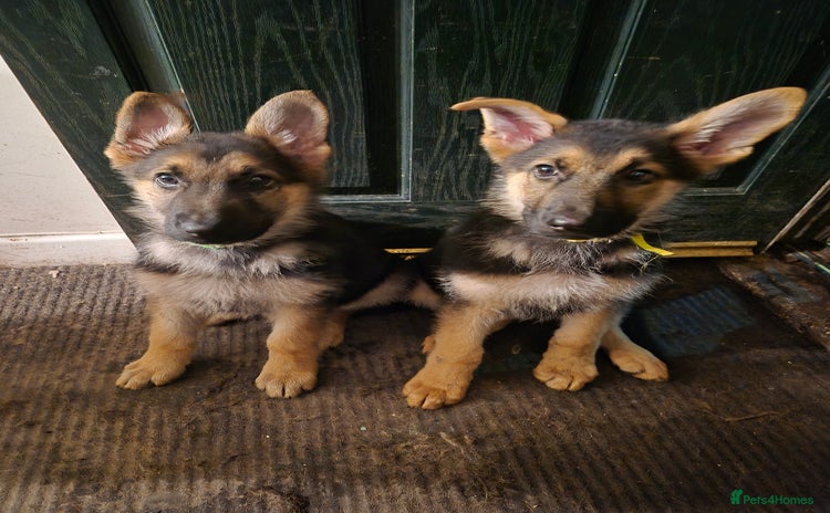 German Shepherd dogs KC German Shepherd pups LAST 2 BOYS! - Advert 2