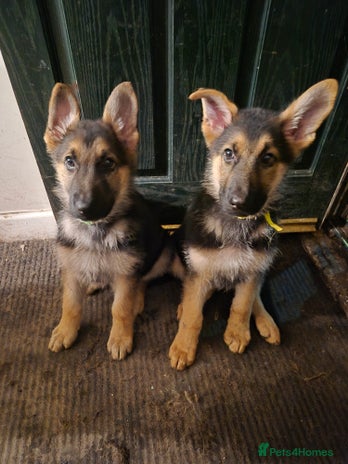German Shepherd dogs KC German Shepherd pups LAST 2 BOYS! - Advert 2