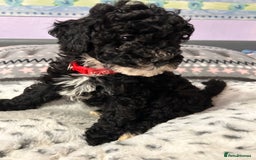 Cockapoo dogs for sale: 4 black boys ready now.  - Image 1