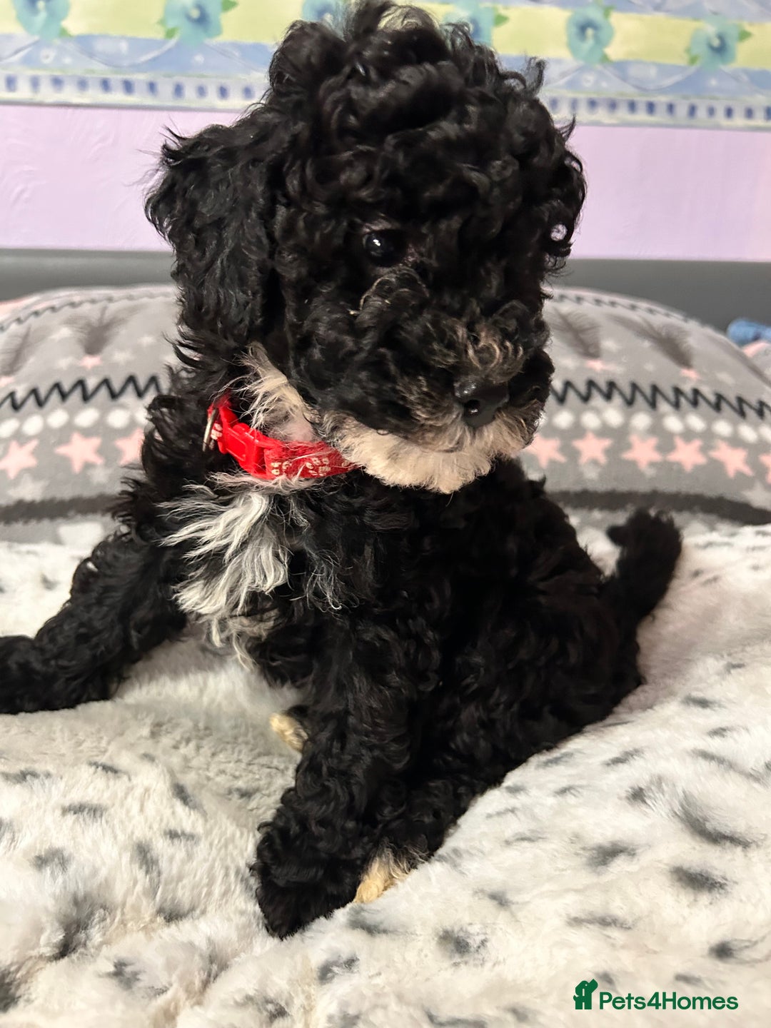 Cockapoo dogs for sale: 4 black boys ready now.  - Image 1