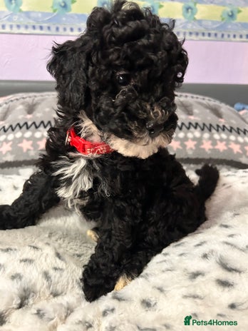 Cockapoo dogs - Advert 2