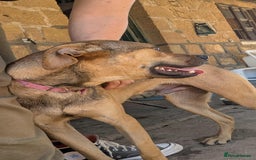 Mixed Breed dogs for adoption: Gandhi is looking for the best home for adoption - Image 9