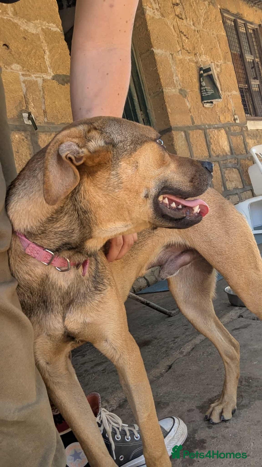Mixed Breed dogs for adoption: Gandhi is looking for the best home for adoption - Image 9
