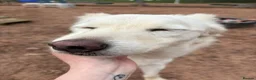 Mixed Breed dogs for adoption: Meet Alex &Delilah, residing in Cheshire  in Nantwich - Advert 3