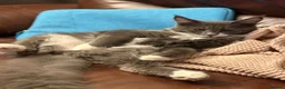 Maine Coon cats for sale: Blue smoke & white female mainecoon - Advert 4