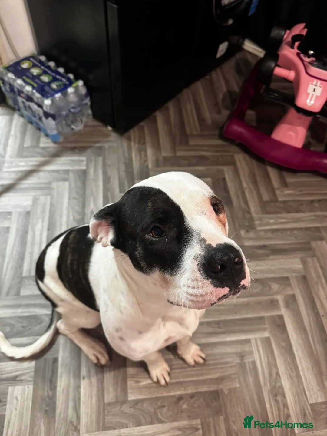 Mixed Breed dogs for sale: Female for rehome  - Advert 2