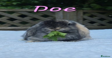Mini Lop rabbits in Huntingdon - Advert 4