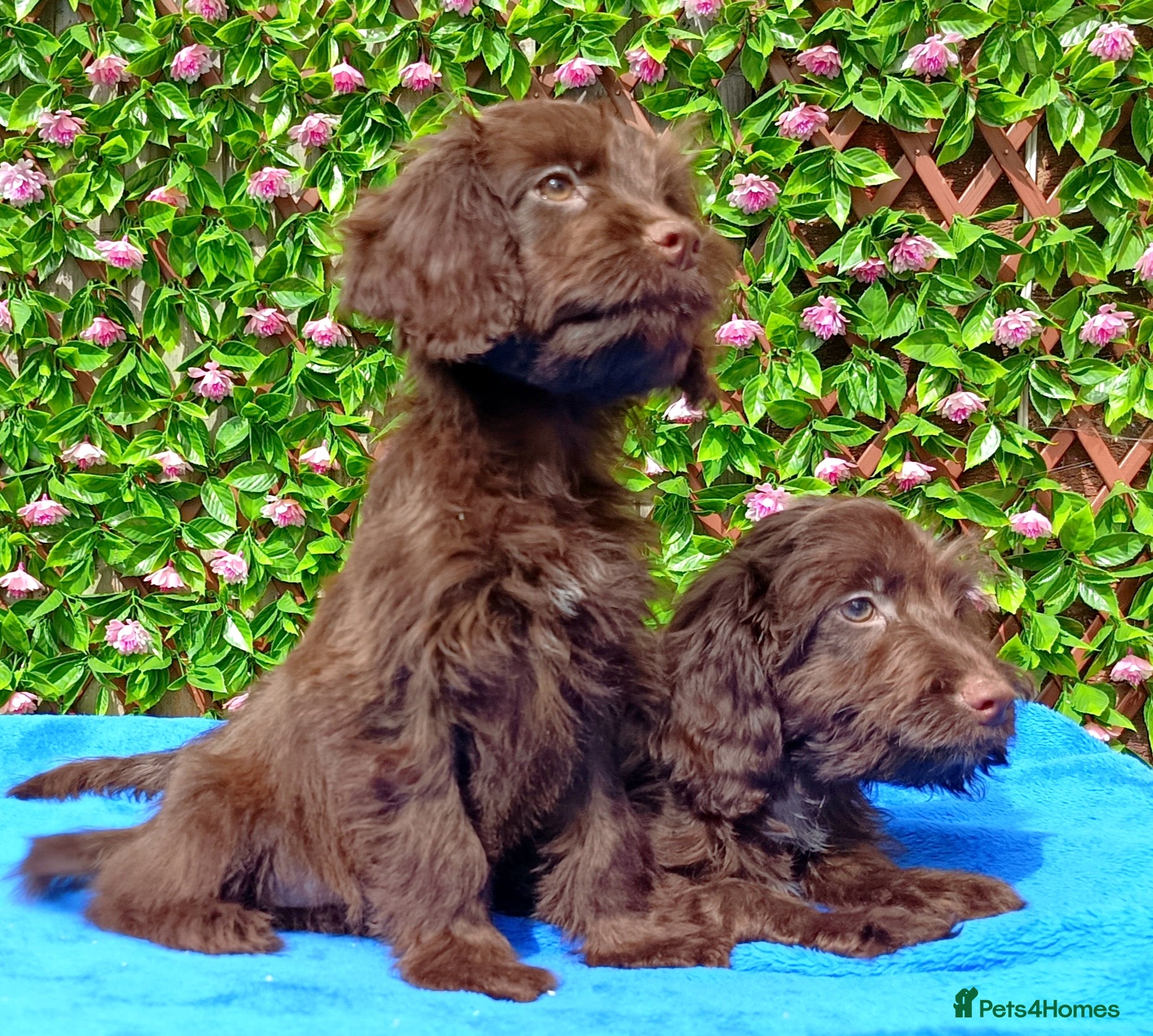 Cockapoo dogs  FULLY VAX F1 COCKAPOO 'RAFFY' AND 'BRYER'  - Advert 2