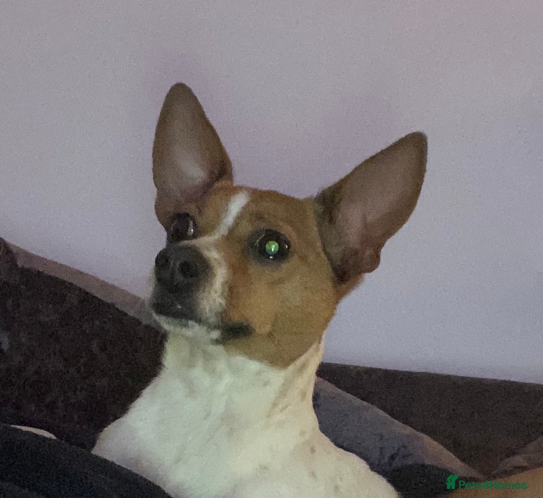 Mixed Breed dogs for sale: Our beautiful puppies - Advert 1