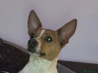 Mixed Breed dogs Our beautiful puppies - Advert 4