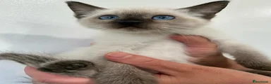 Siamese 5