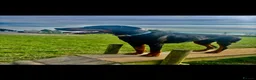 Dobermann dogs for sale: Doberman stud for sale  - Advert 2