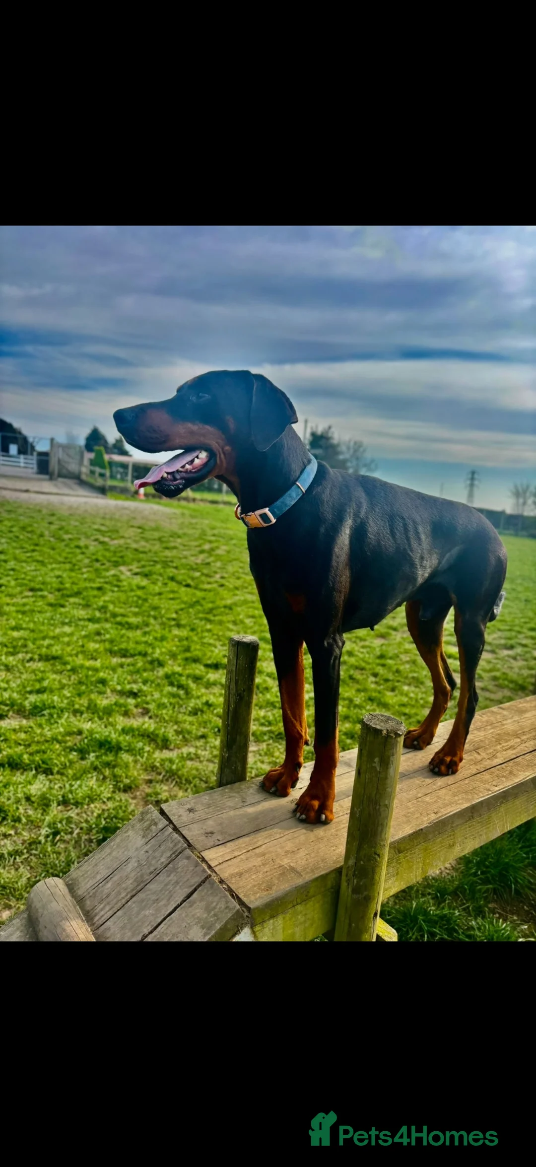 Dobermann dogs for sale: Doberman stud for sale  - Advert 2