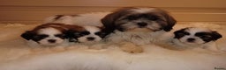 Shih Tzu dogs for sale: Shih Tzu puppies - Advert 7