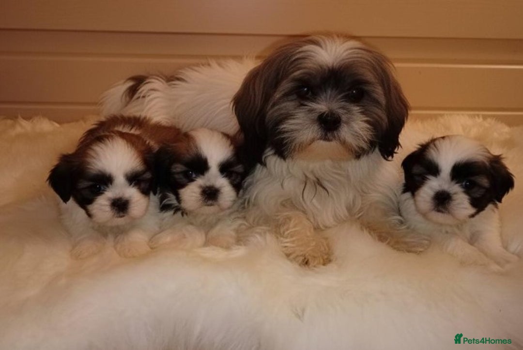 Shih Tzu dogs for sale: Shih Tzu puppies - Advert 7