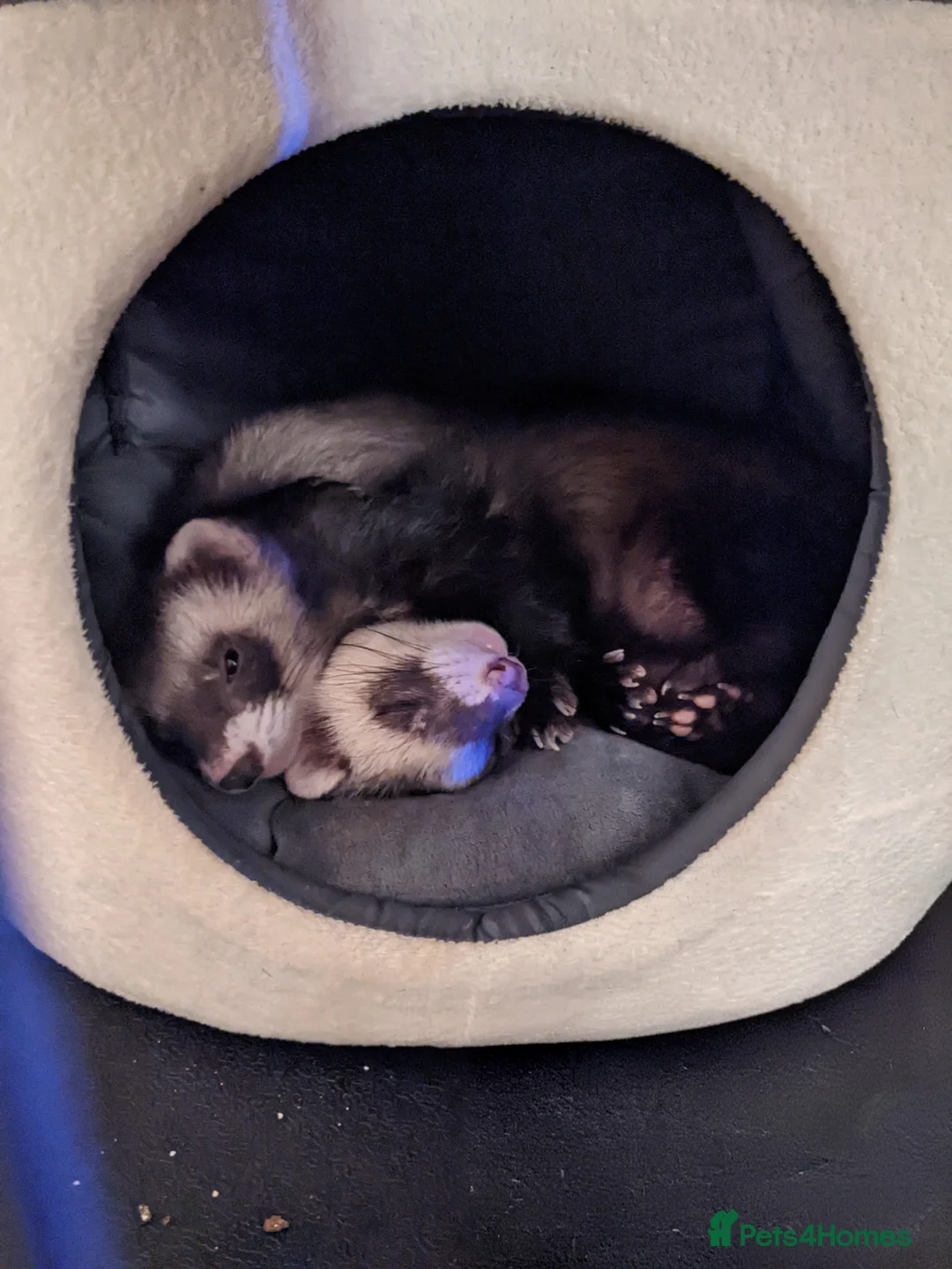 Ferret rodents for sale: 4 Pet Ferrets  in Hull - Advert 2