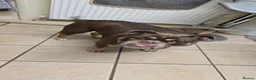 Olde English Bulldogge dogs for sale: Ralph needs a home ASAP - Advert 2