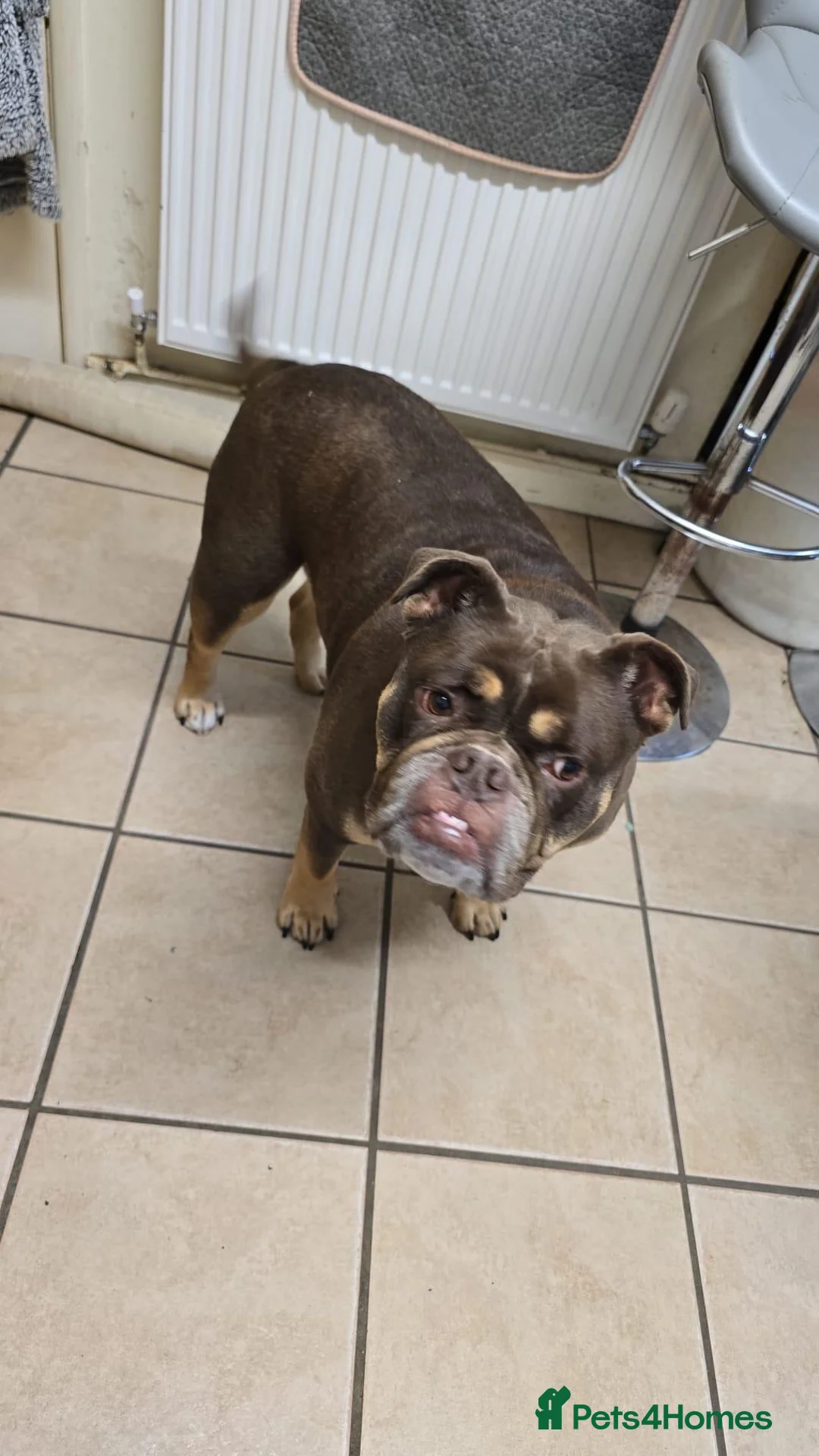 Olde English Bulldogge dogs for sale: Ralph needs a home ASAP - Advert 2