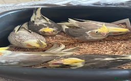 Cockatiels birds for sale: Cockatiel chicks  - Image 13