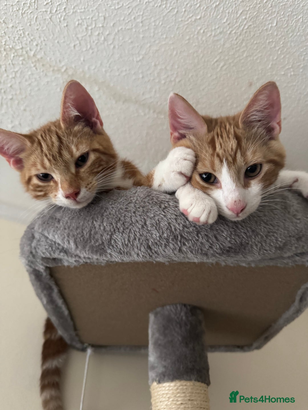 British Shorthair cats for sale: Two gorgeous ginger boys to go together  - Advert 9