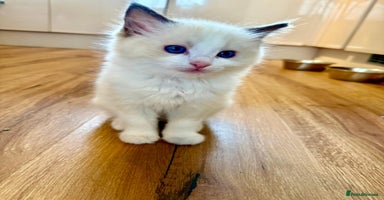 Ragdoll cats GCCF REGISTERED RAGDOLL KITTEN-ready 18th December - Advert 5