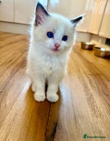 Ragdoll cats GCCF REGISTERED RAGDOLL KITTEN-ready 18th December - Advert 10
