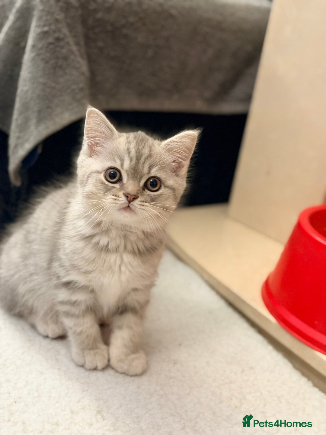 Scottish Fold cats for sale: Scottish fold kittens for sale! - Advert 34