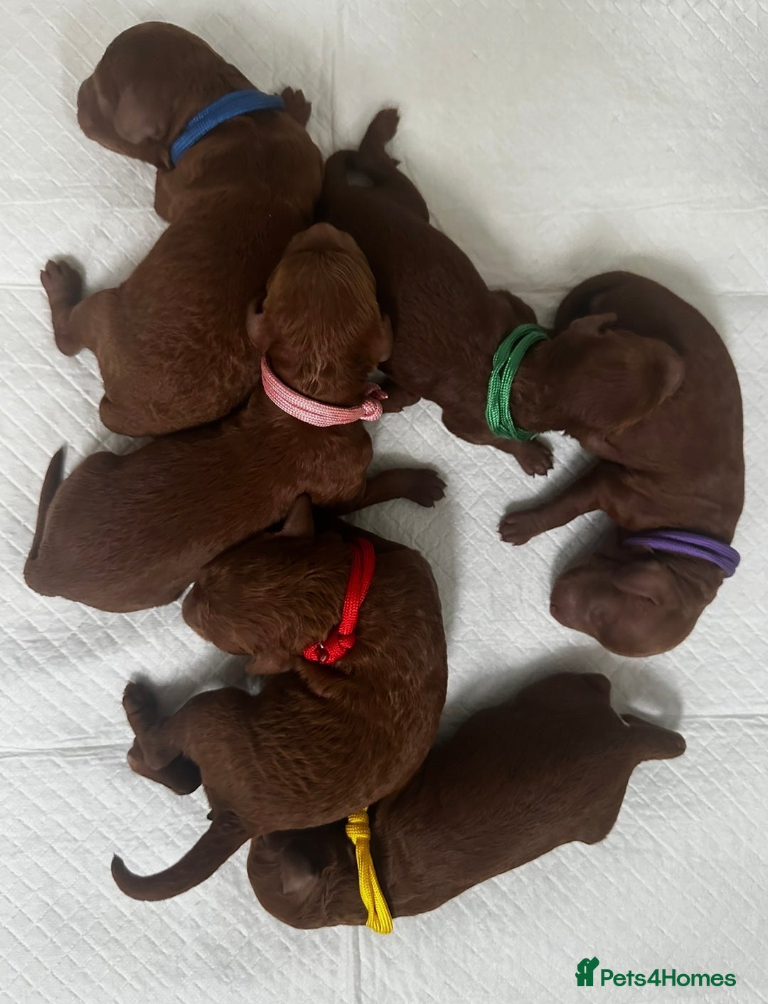 Mini Goldendoodle dogs for sale: Deep Red Mini Goldendoodle  - Advert 2