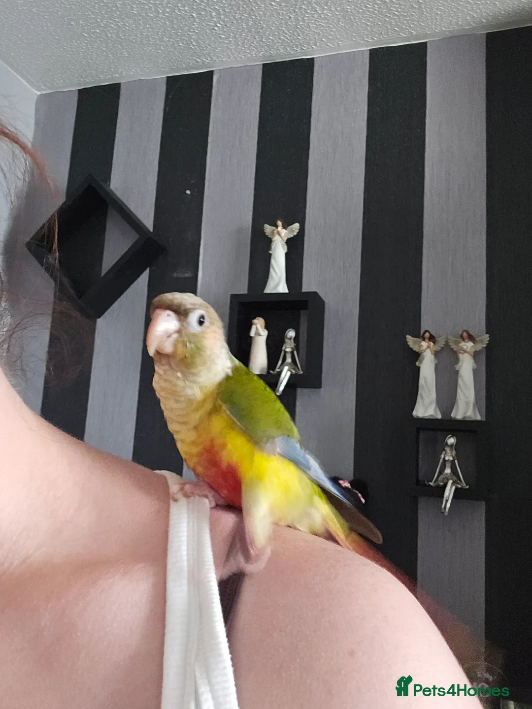 Conures birds for sale: Green cheek conure for sale - Advert 1