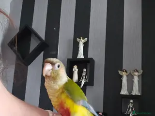 Conures birds Green cheek conure for sale - Advert 2
