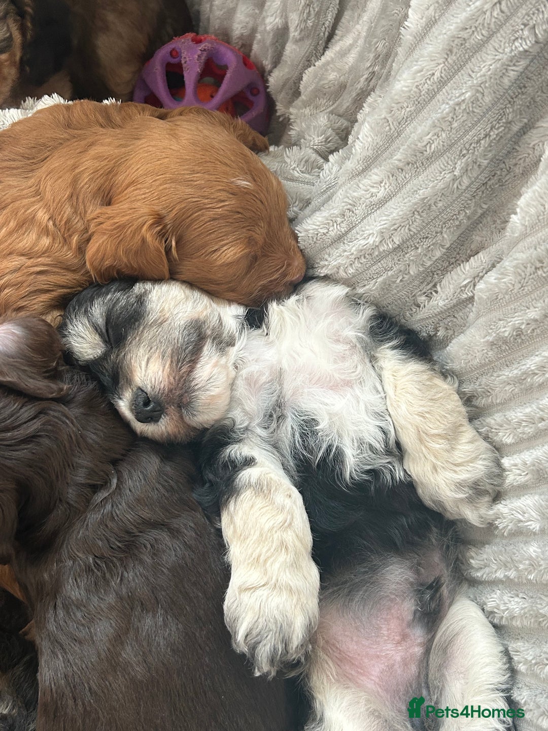 Cockapoo dogs for sale: Cockapoo Puppies - Image 5