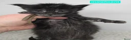 Maine Coon cats for sale: Hand Reared Black Smoke Maine Coon Kittens - Advert 21