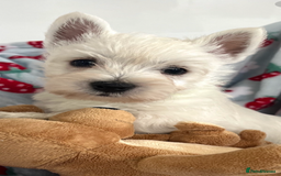 West Highland Terrier dogs for sale: Westie puppies available  - Image 29