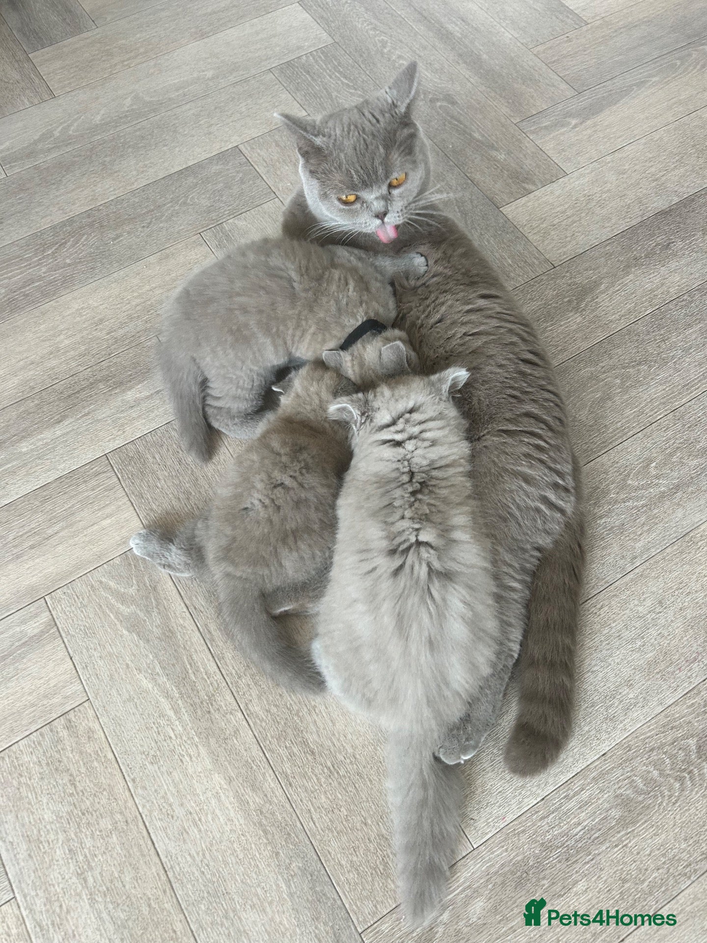 British Shorthair cats BSH British short hair kittens lilic grey  - Advert 1