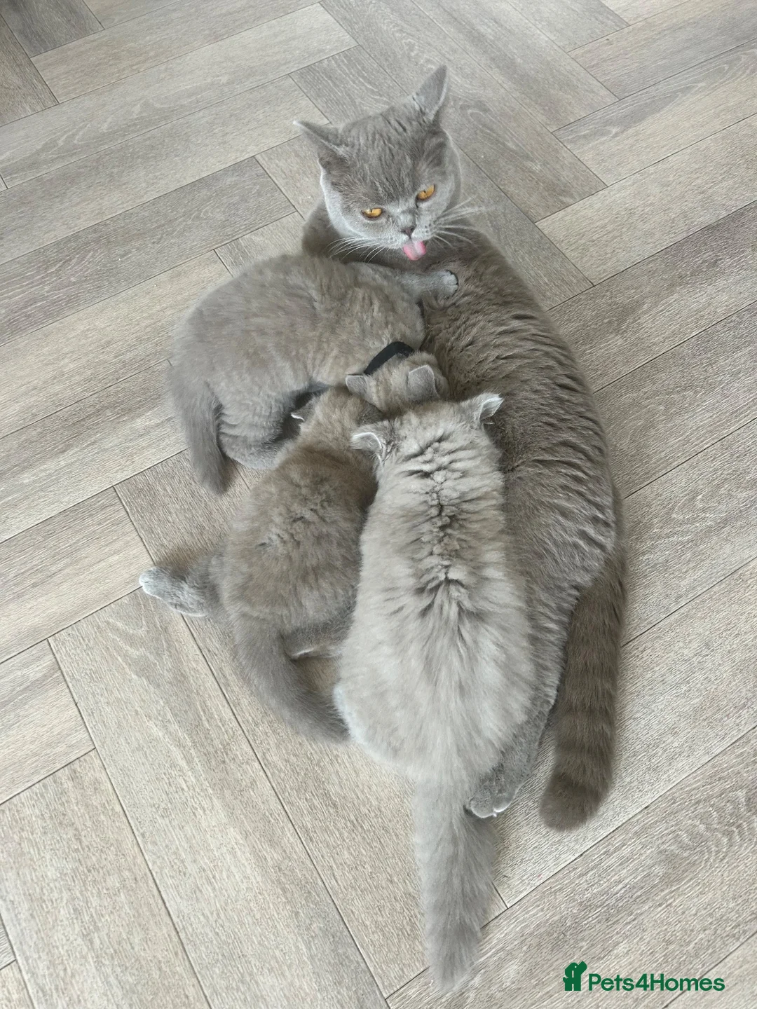 British Shorthair cats for sale: BSH British short hair kittens lilic grey  - Advert 1