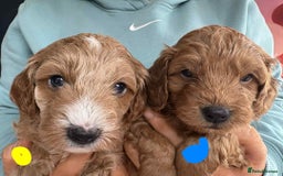 Cockapoo dogs for sale: F1B Red Cockapoo Pups - Image 7