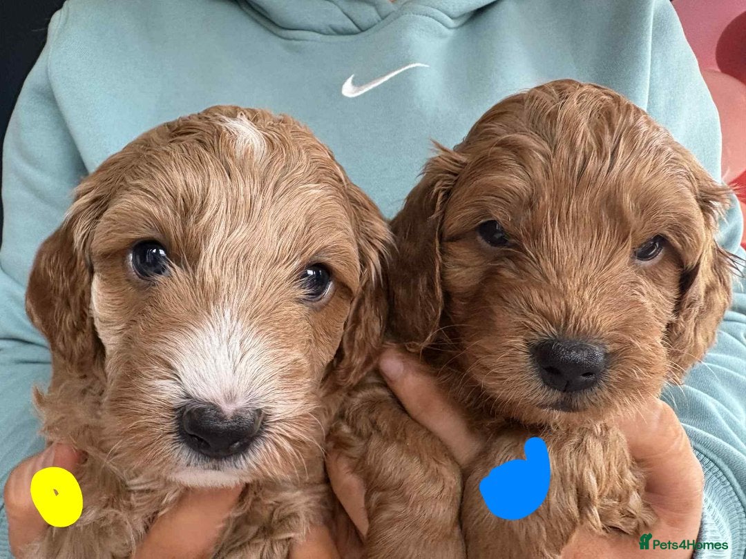 Cockapoo dogs for sale: F1B Red Cockapoo Pups - Image 7