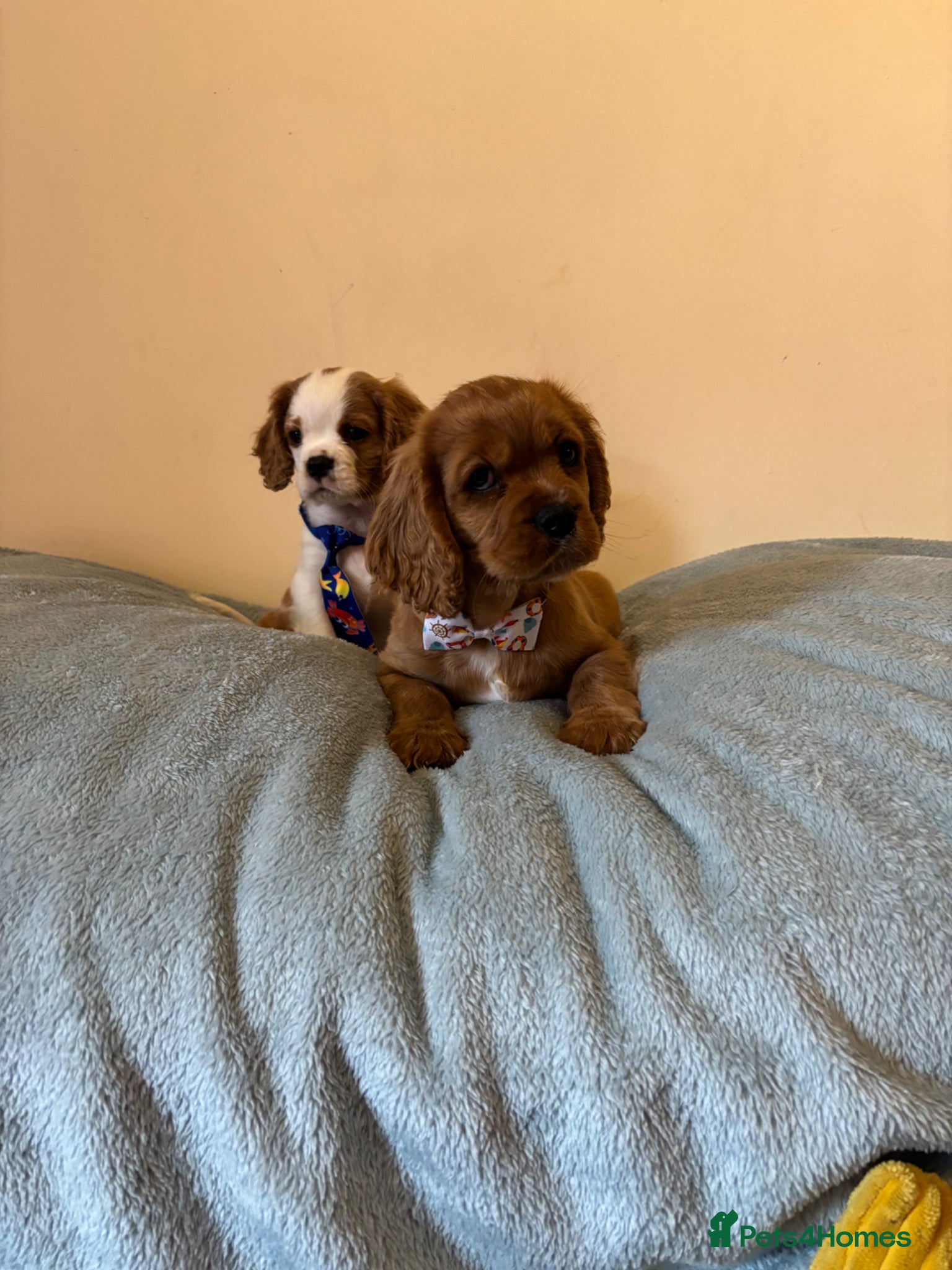 Cavalier King Charles Spaniel dogs Ready for there forvever homes ckcs kc registered  - Advert 1