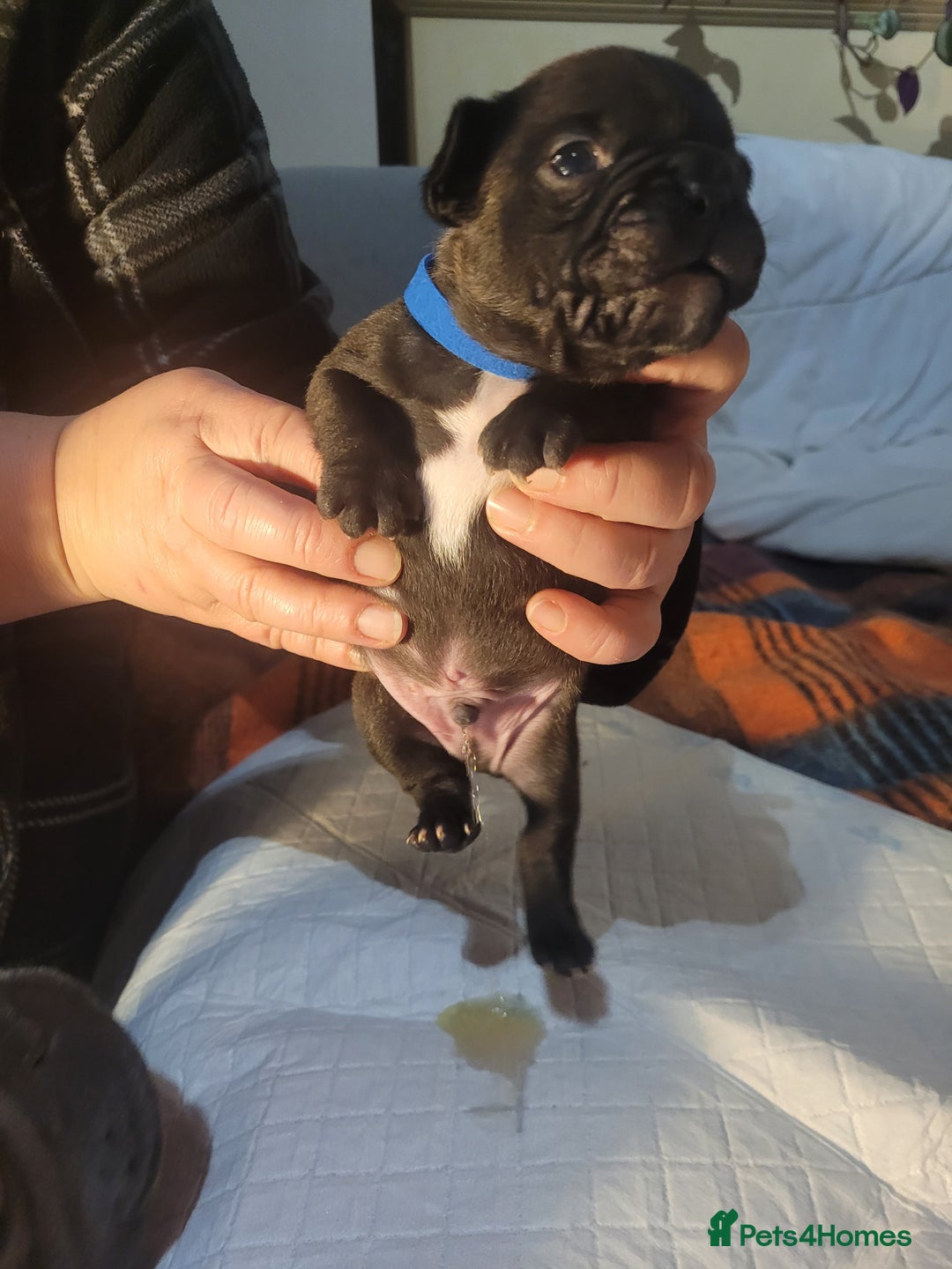 French Bulldog dogs for sale: 2 Girls and 4 Boys - Image 27