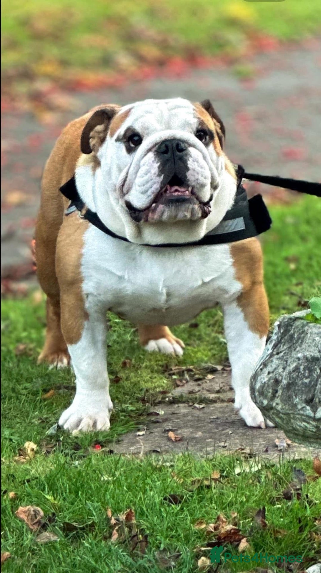 English Bulldog dogs English bulldog for stud  - Advert 1