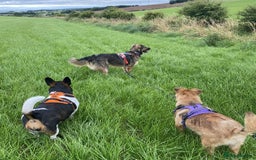 Mixed Breed dogs for adoption: Filip - 2yr old medium sized mixed breed - Image 7
