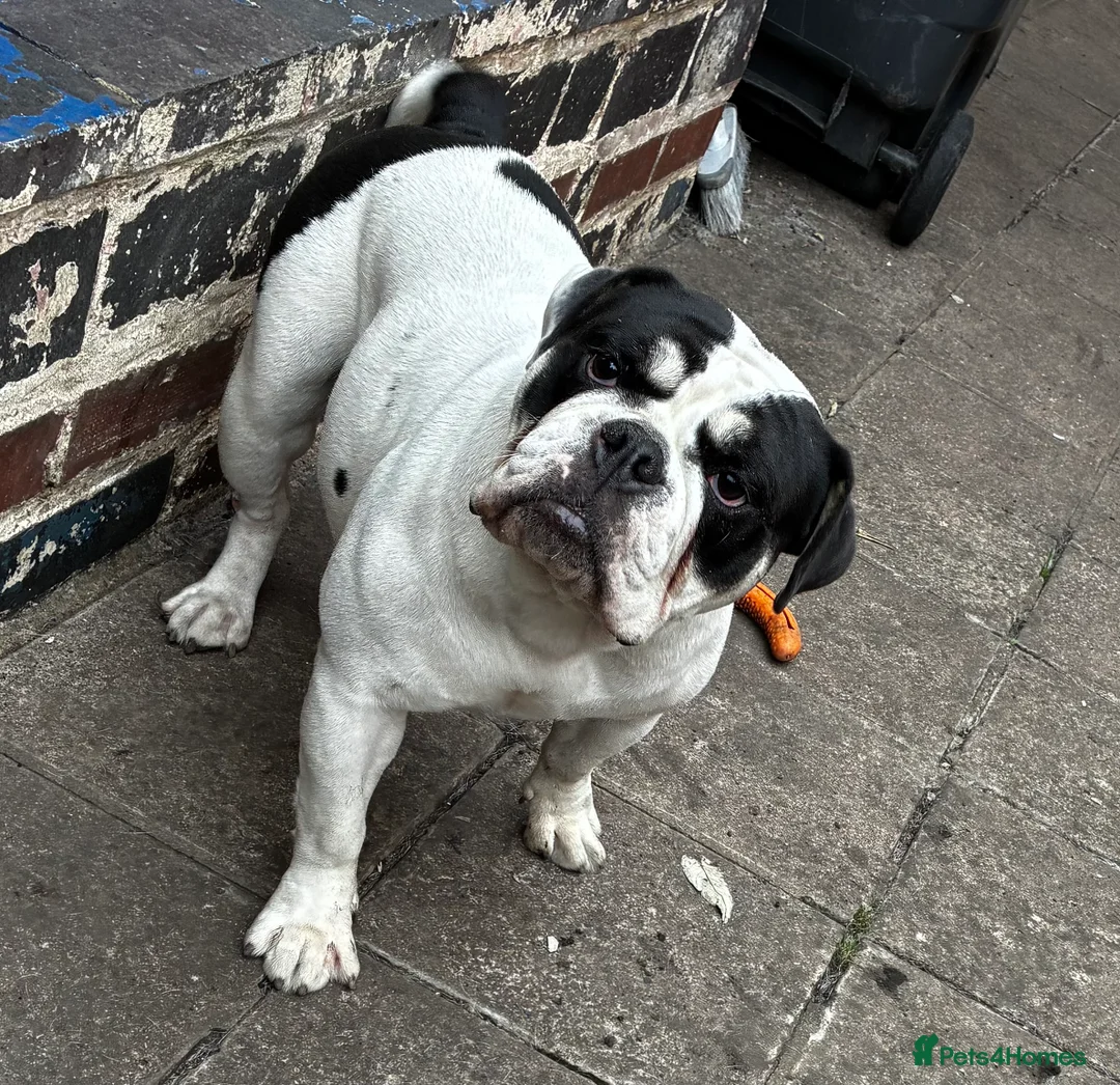 Olde English Bulldogge dogs for sale: Olde tyme English bulldog in Leicester - Advert 4