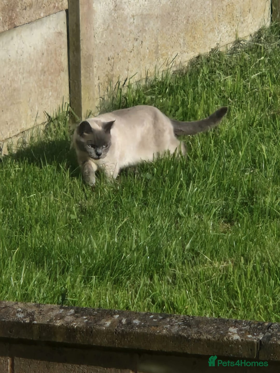 British Shorthair cats for sale: British Shorthair Cats for sale - Image 5