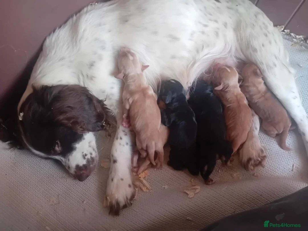 Cocker Spaniel dogs for sale: Cocker spaniel  - Advert 12