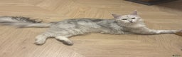 Maine Coon cats for sale: TICA  Mainecoone Black Silver Shaded UNIQUE ❤️🏅🏅 - Advert 2