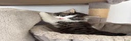 Mixed Breed cats for sale: 4 gorgeous kittens for sale  - Advert 1