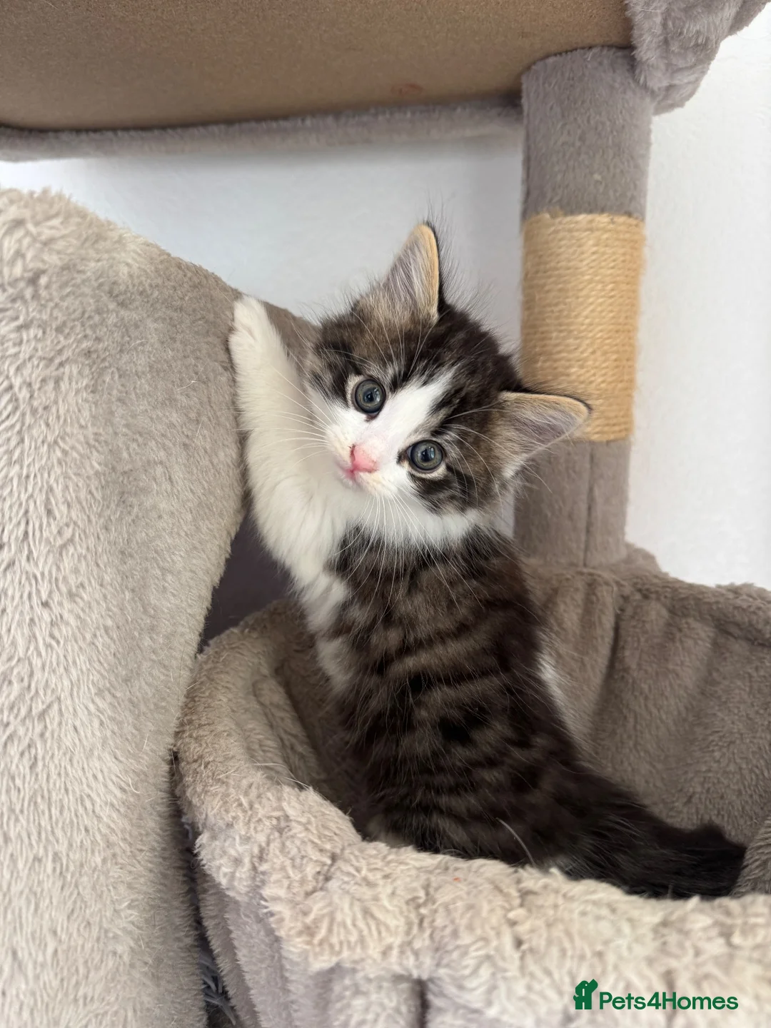 Mixed Breed cats for sale: 4 gorgeous kittens for sale  - Advert 1